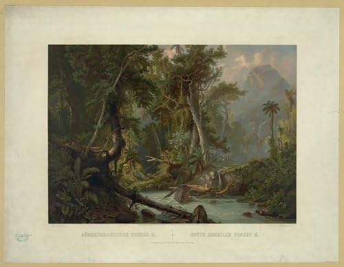 Исторически находки Снимка: Гора, Южна Америка,c1873,Дърветата, Природа, Цикель